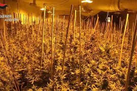 “Uno dei sequestri di marijuana più grandi in regione”: come i Carabinieri di Acqui hanno trovato 1200 piante