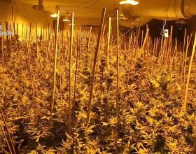 “Uno dei sequestri di marijuana più grandi in regione”: come i Carabinieri di Acqui hanno trovato 1200 piante