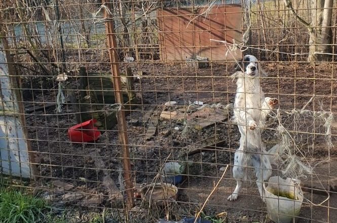 A Isola S. Antonio trovati sei cani setter lasciati al freddo e in cucce sporche: multato un cacciatore