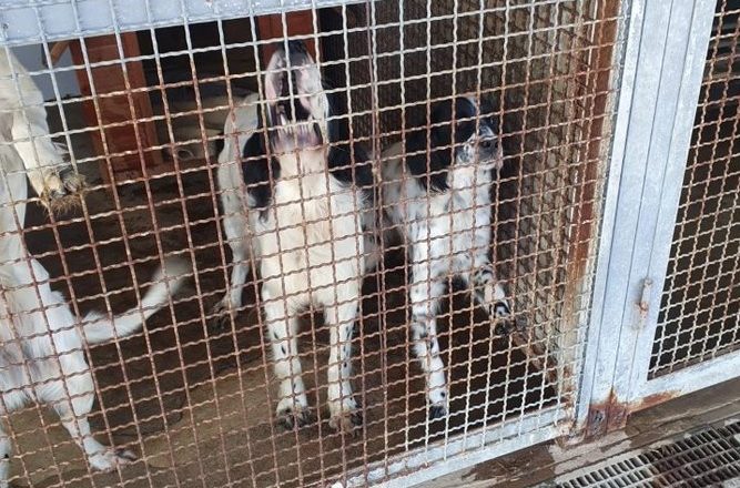 A Isola S. Antonio trovati sei cani setter lasciati al freddo e in cucce sporche: multato un cacciatore