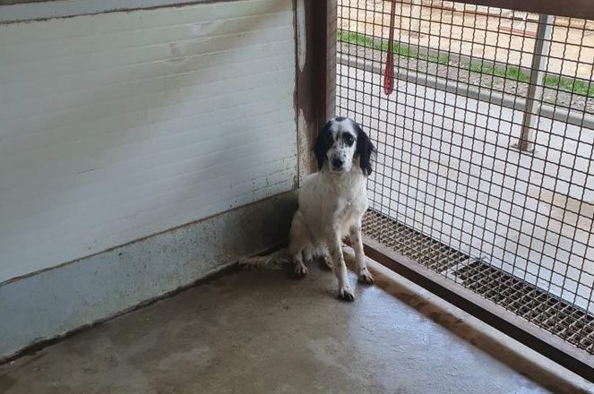 A Isola S. Antonio trovati sei cani setter lasciati al freddo e in cucce sporche: multato un cacciatore