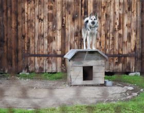 Cattive condizioni igieniche in un allevamento di cani, due denunce a Cornaredo
