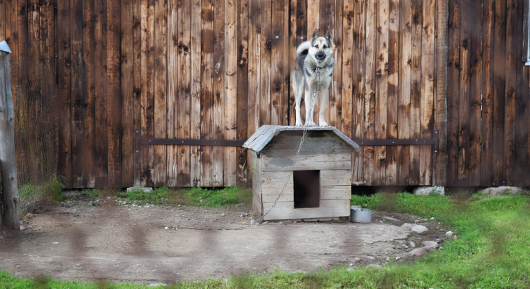 Cattive condizioni igieniche in un allevamento di cani, due denunce a Cornaredo