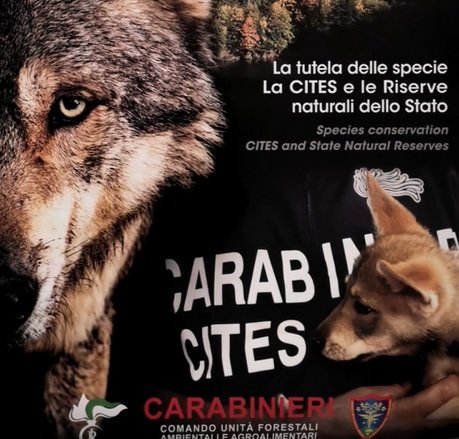 Il nuovo calendario “Cites” dei Carabinieri dedicato alle aree protette del mondo