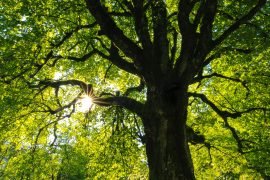 Inquinamento: Coldiretti invita a investire su nuovi alberi per ripopolare parchi e giardini
