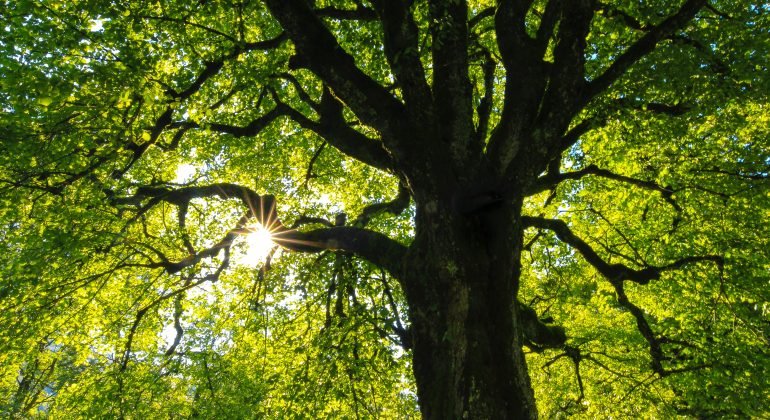 Inquinamento: Coldiretti invita a investire su nuovi alberi per ripopolare parchi e giardini