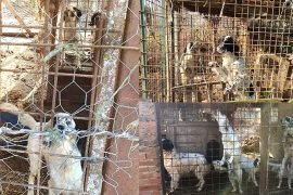 A Isola S. Antonio trovati sei cani setter lasciati al freddo e in cucce sporche: multato un cacciatore