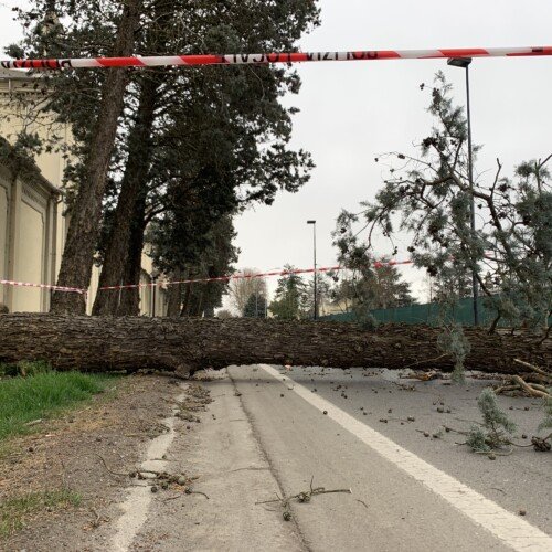 Pochi danni per le raffiche di vento ad Alessandria: verifica sui cipressi in viale Michel vicini a quello caduto