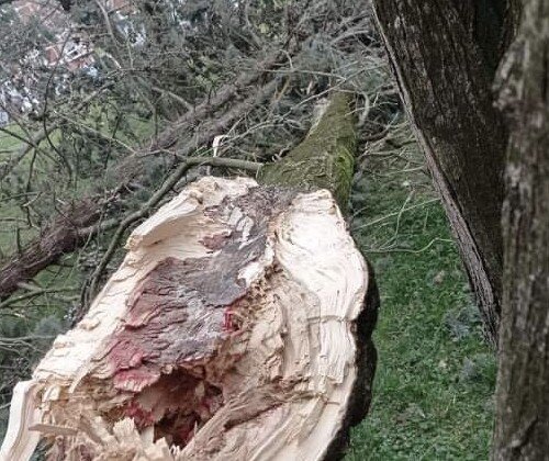 Il vento si accanisce sugli alberi di Alessandria: danni anche in corso IV Novembre