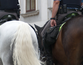Milano: donna senza fissa dimora tira la coda a un cavallo della Polizia, denunciata