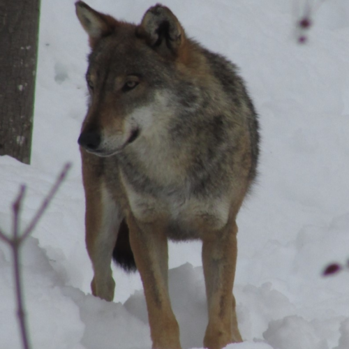 Come comportarsi di fronte a un lupo selvatico: le linee guida da seguire