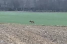 Avvistato un lupo vicino a Valmadonna