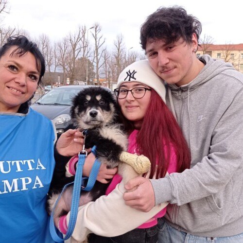 Zeus, il cane senza zampina, ha trovato una famiglia: “Per noi è unico, volevamo aiutare un cucciolo speciale”