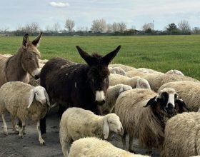 Pecore e asinelli a due passi dalla città: le foto