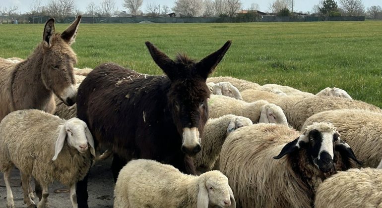 Pecore e asinelli a due passi dalla città: le foto