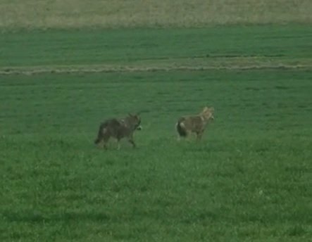 Avvistati due lupi nelle campagne di San Salvatore Monferrato