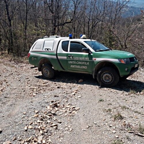 Quattro lupi trovati morti ad Albera Ligure: i Carabinieri Forestali indagano sulle cause