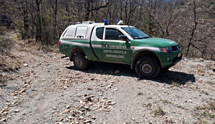Quattro lupi trovati morti ad Albera Ligure: i Carabinieri Forestali indagano sulle cause