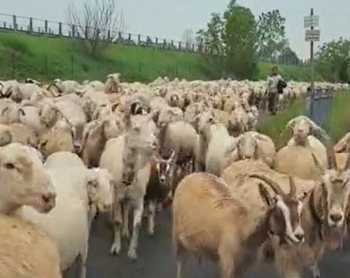 L’invasione pacifica e d’altri tempi di un gregge di pecore in via Porcellana