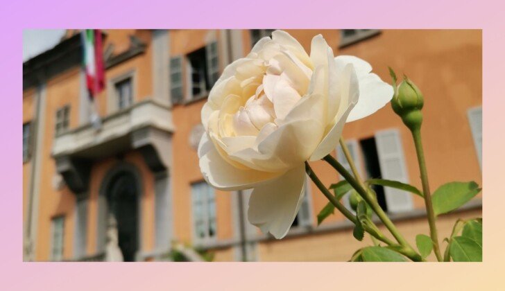 250 anni di storia e natura. La Festa del roseto a Pavia celebra l’Orto Botanico