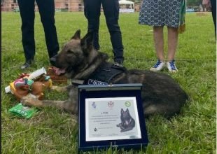 Un premio speciale alla carriera a Fox, primo cane antidroga della Polizia Locale di Alessandria