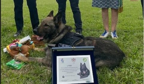 Un premio speciale alla carriera a Fox, primo cane antidroga della Polizia Locale di Alessandria