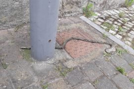 Un serpente morto a Ovada in via Buffa: è un biacco, rettile non velenoso