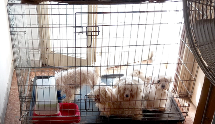 Undici cani sequestrati in condizioni di degrado a Vidigulfo: l’azione delle guardie zoofile dell’Oipa di Pavia