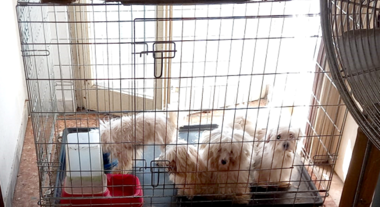 Undici cani sequestrati in condizioni di degrado a Vidigulfo: l’azione delle guardie zoofile dell’Oipa di Pavia