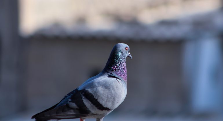 Botti antipiccione: cittadini chiedono lo stop nelle ore notturne