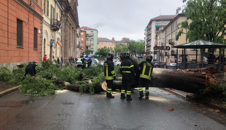 Cade un albero in corso Roma ad Acqui Terme: nessun ferito