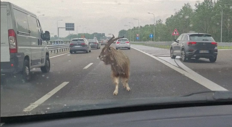 Capra in fuga sulla tangenziale tra Bereguardo e Pavia, traffico rallentato
