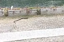 Spettacolo della natura a Pavia: due serpenti combattono vicino al Ponte Coperto
