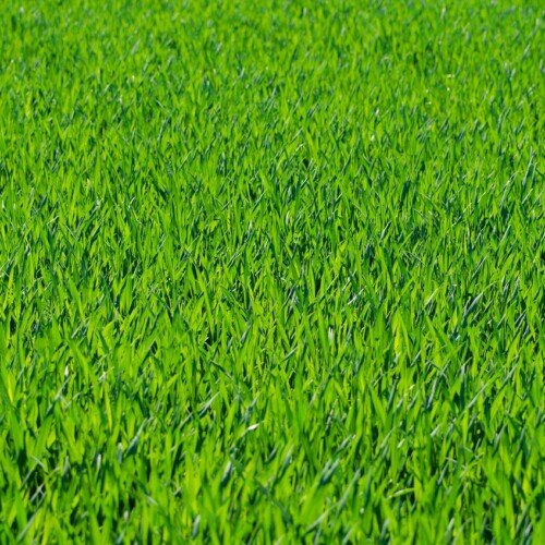 Taglio erba, sfalcio e potatura: l’elenco degli interventi sulle aree verdi di Alessandria questa settimana