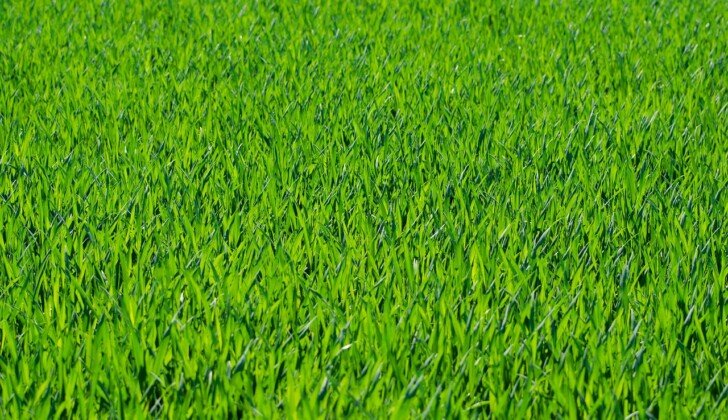 Taglio erba, sfalcio e potatura: l’elenco degli interventi sulle aree verdi di Alessandria questa settimana
