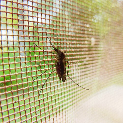 Come difendersi dalle zanzare: i consigli dell’Istituto Superiore di Sanità