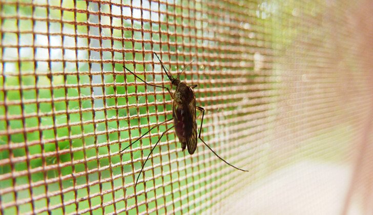 Come difendersi dalle zanzare: i consigli dell’Istituto Superiore di Sanità