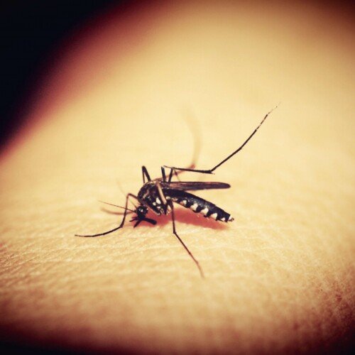 Lotta alle zanzare, Cirio: “Piano triennale per migliorare l’operatività, investiti 7 milioni e mezzo di euro”