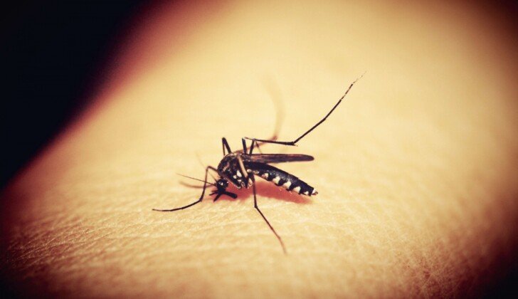Lotta alle zanzare, Cirio: “Piano triennale per migliorare l’operatività, investiti 7 milioni e mezzo di euro”