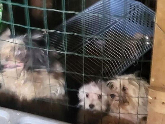 Vivevano in uno scantinato “sporco e fatiscente”. Venti cani sequestrati a Murisengo ora cercano una nuova casa