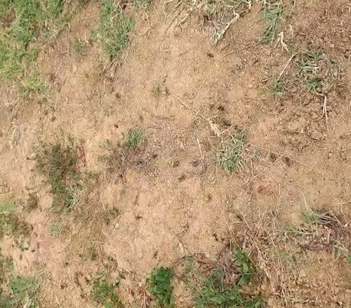 Cavallette ad Abazia di Masio nei campi e vicino alle case: “Mai così tante, colpa della siccità 2022”