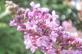 Buddleia: la pianta delle farfalle che colora e anima il giardino