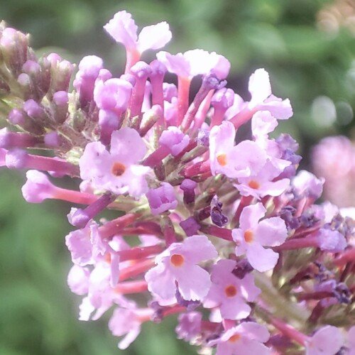 Buddleia: la pianta delle farfalle che colora e anima il giardino