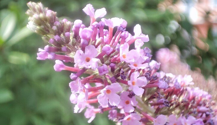 Buddleia: la pianta delle farfalle che colora e anima il giardino