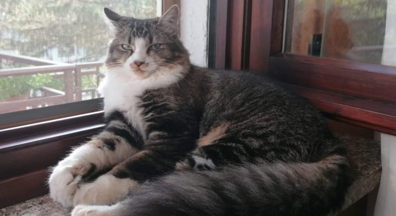 L’appello per ritrovare Milù, gatta scomparsa a Torricella Verzate