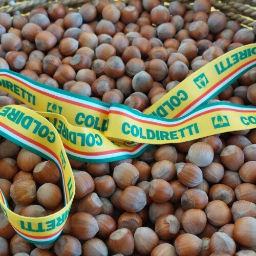 Parte in anticipo la raccolta delle nocciole in provincia: “Qualità buona ma i prossimi giorni saranno decisivi”