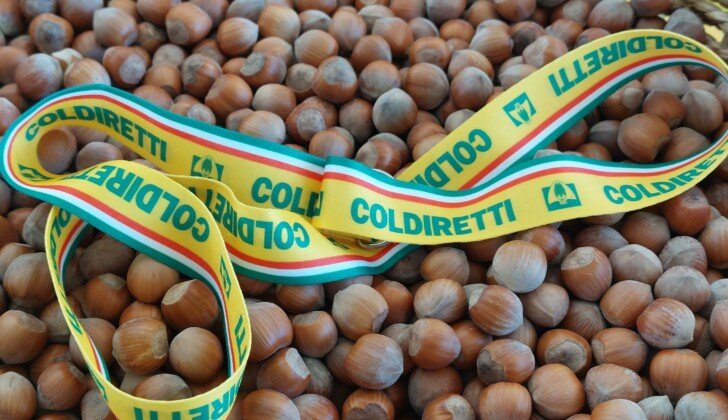 Parte in anticipo la raccolta delle nocciole in provincia: “Qualità buona ma i prossimi giorni saranno decisivi”