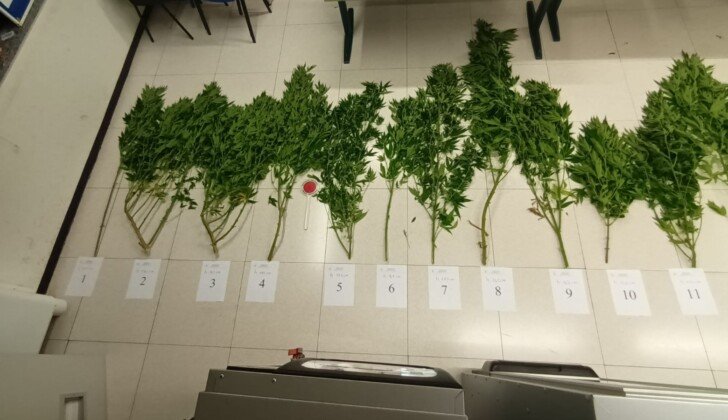 Polizia locale di Valenza scopre una serra con 20 piante di marijuana: denunciato 60enne