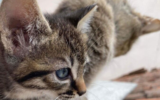 L’alfabeto animale: 3 incontri per scoprire di più su gatti, cavalli e cani