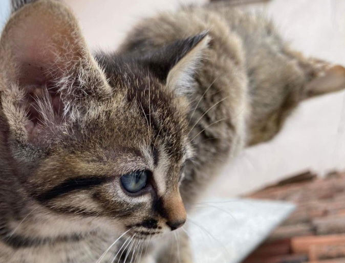 L’alfabeto animale: 3 incontri per scoprire di più su gatti, cavalli e cani